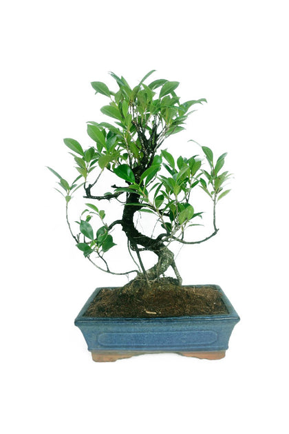 Ficus Bonsai With Ceramic Pot - Bonsai Trees