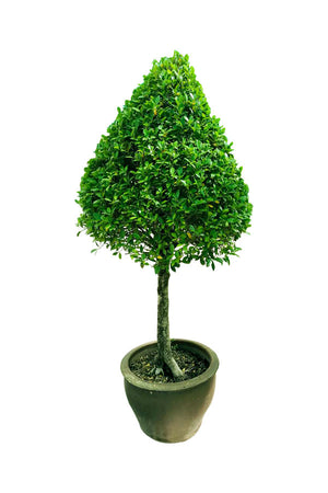 Evergreen indoor and outdoor decorative plant
