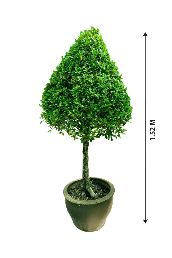 Ficus Microcarpa-Nitida Cone Head
