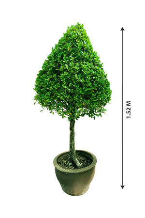 Chinese Banyan - Ficus Microcarpa - Plantsworld.ae