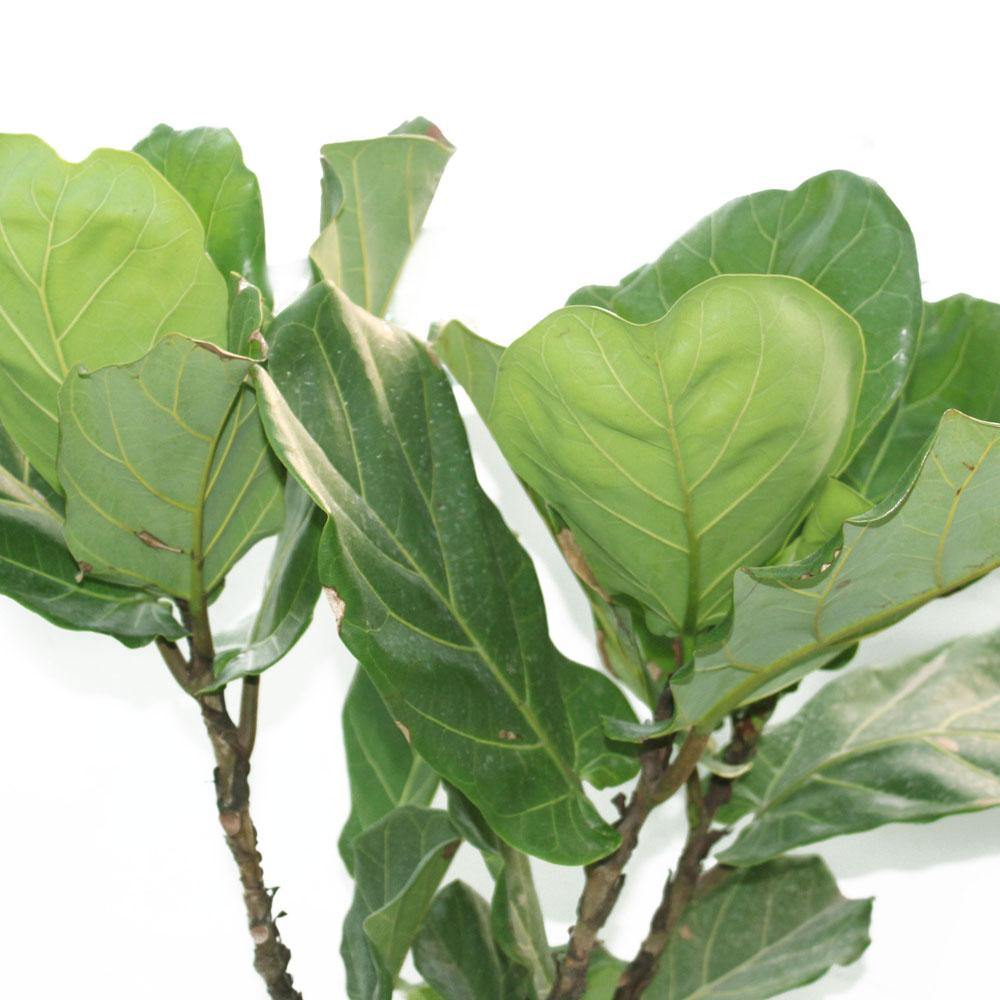 Fiddle Leaf Fig Branched - Ficus lyrata - Plantsworld.ae - {{ varient.name }}