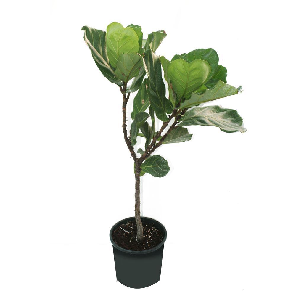 Fiddle Leaf Fig Branched - Ficus lyrata - Plantsworld.ae - {{ varient.name }}