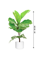 Fiddle Leaf Fig Single Stemp - Ficus Lyrata