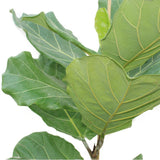 Fiddle leaf Fig Single Stemp - Ficus lyrata - Plantsworld.ae - {{ varient.name }}