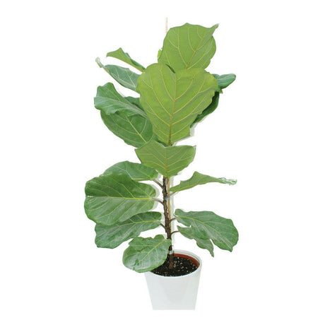 Fiddle leaf Fig Single Stemp - Ficus lyrata - Plantsworld.ae - {{ varient.name }}