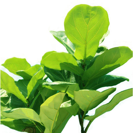 Fiddle leaf Fig Single Stemp - Ficus lyrata - Plantsworld.ae - {{ varient.name }}