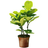 Fiddle leaf Fig Single Stemp - Ficus lyrata - Plantsworld.ae - {{ varient.name }}