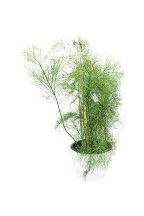 Firecracker Plant Russelia Equisetiformis – Vibrant Red Flowers for Your Garden or Home.