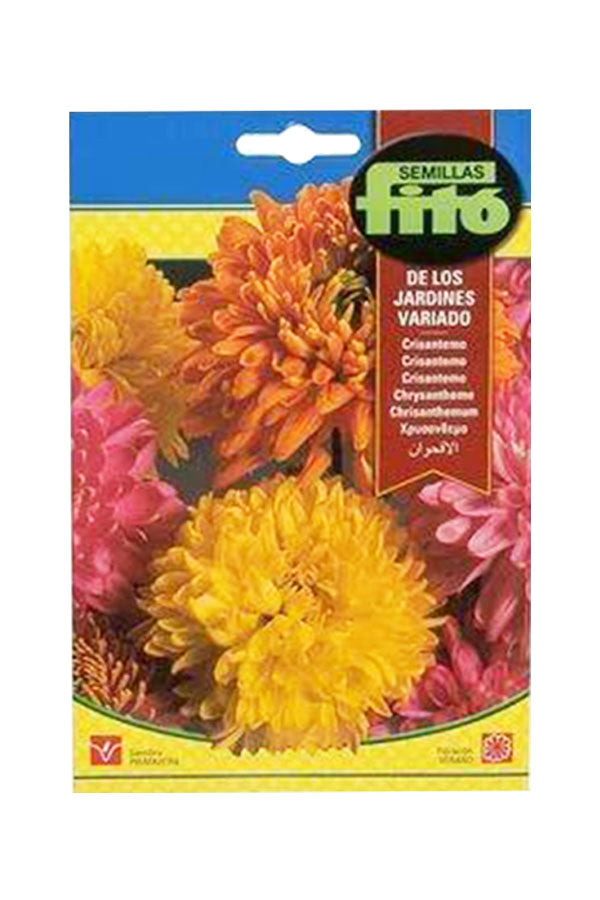 Fito Chrysanthemum Flower Seeds
