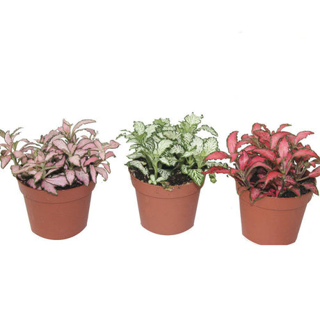 Fittonia - The Nerve Plant - Plantsworld.ae - {{ varient.name }}