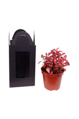 Fittonia-The Nurve Plant-Black Box
