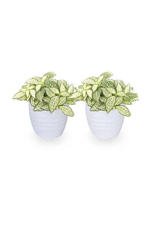 Kaufen Sie eins und bekommen Sie eins – Fittonia – die Nervenpflanze – Zimmerpflanze