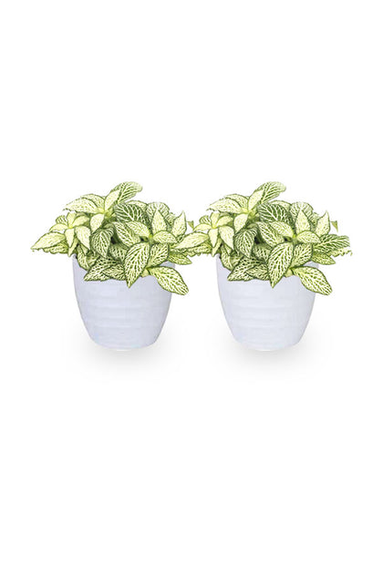 Buy One Get One  - Fittonia - The Nerve Plant-Indoor Plant