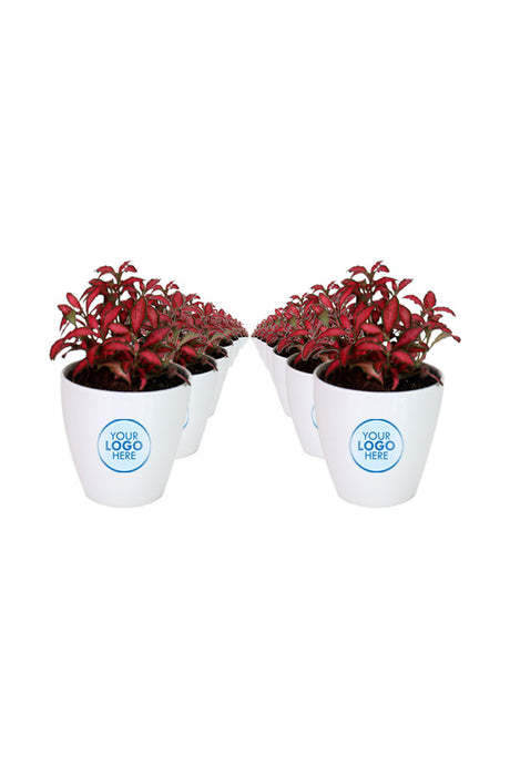 Fittonia-The Nerve Plant-In Fiber Pot with Branding