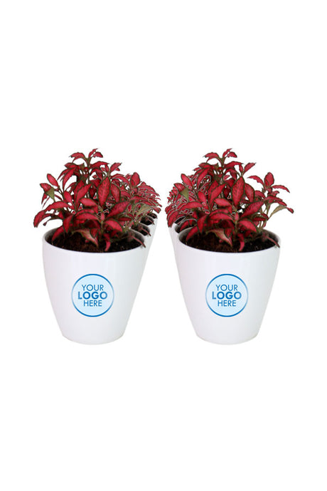 Fittonia-The Nerve Plant-In Fiber Pot with Branding