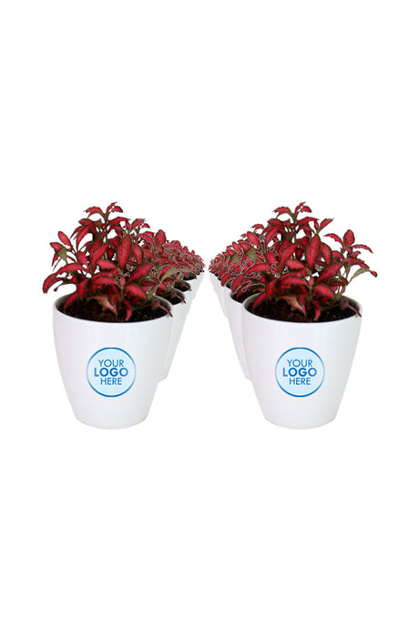 Fittonia-The Nerve Plant-In Fiber Pot with Branding