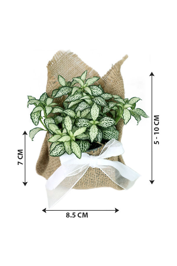 Fittonia-The Nerve Plant-Jute Wrapped Nursery Pot