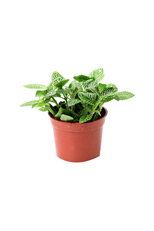 Nerve Plant - Fittonia Albivenis - Plantsworld.ae