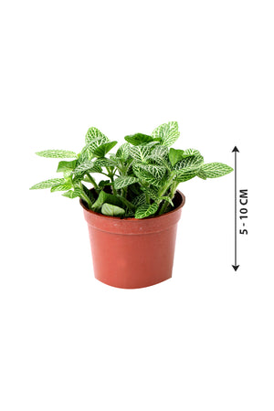 Nerve Plant - Fittonia Albivenis - Plantsworld.ae