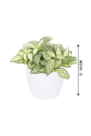 Fittonia - The Nerve Plant - Plantsworld.ae - {{ varient.name }}