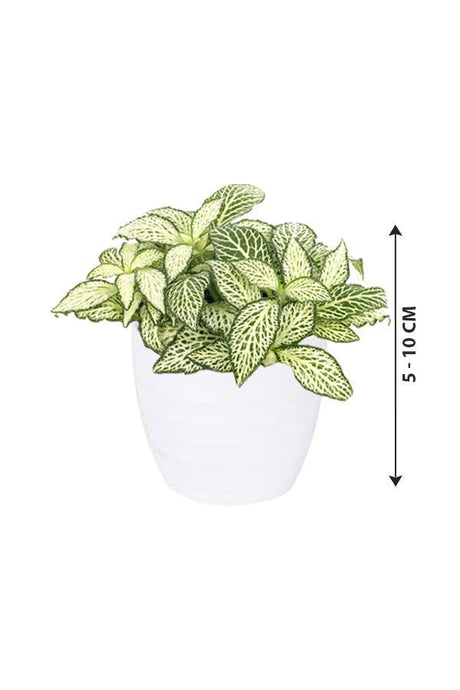 Fittonia - The Nerve Plant - Plantsworld.ae - {{ varient.name }}