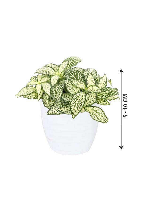 Fittonia - The Nerve Plant - Plantsworld.ae - {{ varient.name }}