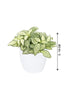 Fittonia - The Nerve Plant - Plantsworld.ae - {{ varient.name }}