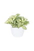 Fittonia - The Nerve Plant - Plantsworld.ae - {{ varient.name }}