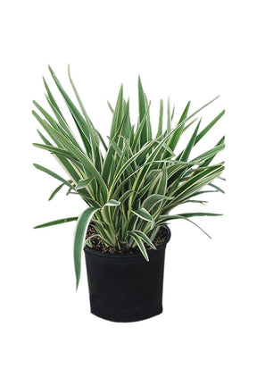 Flax Lilies Dianella with Vibrant Blue and Purple Flowers in UAE Garden