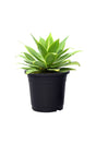 Agave Outdoor Plant in Nursery Pot