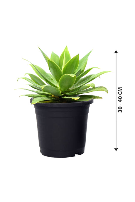 Agave Outdoor Plant in Nursery Pot 30-40 cm
