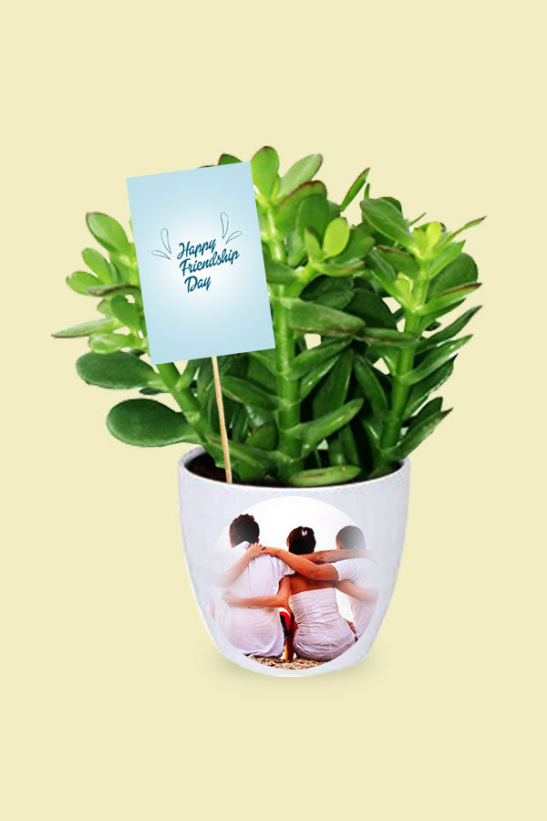 Geschenkpflanze zum Tag der Freundschaft – Crassula Ovata – Dollarpflanze – Sukkulente