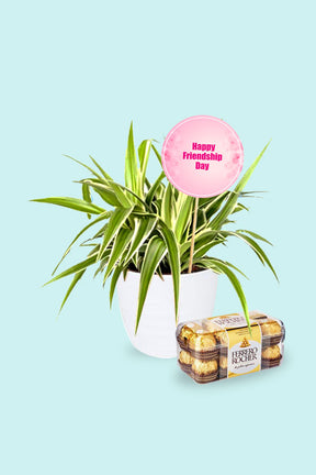 Friendship Day Gift - Spider Plant with Chocolate