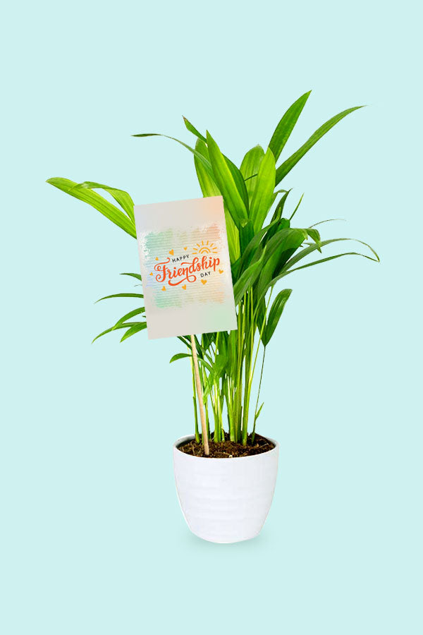Geschenkpflanze zum Tag der Freundschaft – Areca-Palme klein – Zimmerpflanze