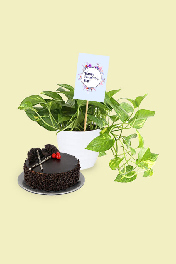 Geschenkpflanze zum Freundschaftstag – Scindapsus Aureus – Golden Pothos