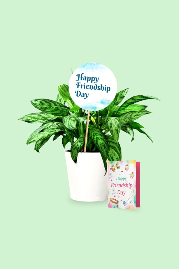 Geschenkpflanze zum Tag der Freundschaft – Aglaonema Maria – Chinesisches Immergrün