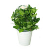 Gardenia - Cape Jasmine Indoor Flowering Plants - Plantsworld.ae - {{ varient.name }}