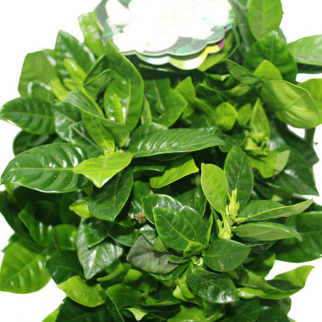 Gardenia - Cape Jasmine Indoor Flowering Plants - Plantsworld.ae - {{ varient.name }}
