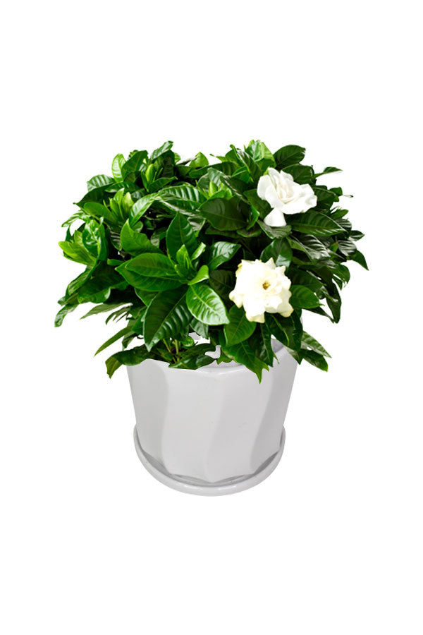 Gardenia - Cape Jasmine -Office Table Top Plant