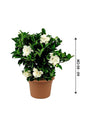 Gardenia -Cape Jasmine Outdoor Flower Plant - Plantsworld.ae - {{ varient.name }}