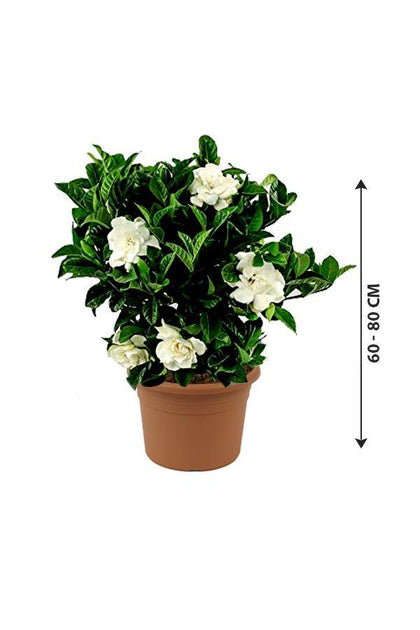 Gardenia -Cape Jasmine Outdoor Flower Plant - Plantsworld.ae - {{ varient.name }}