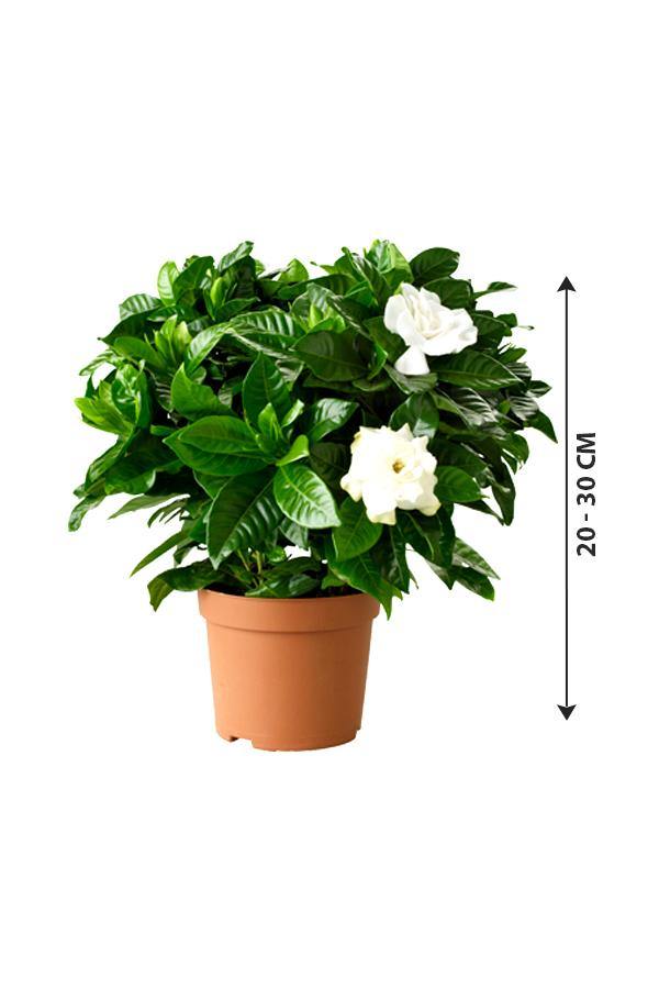 Gardenia - Cape Jasmine Indoor Flowering Plants - Plantsworld.ae - {{ varient.name }}