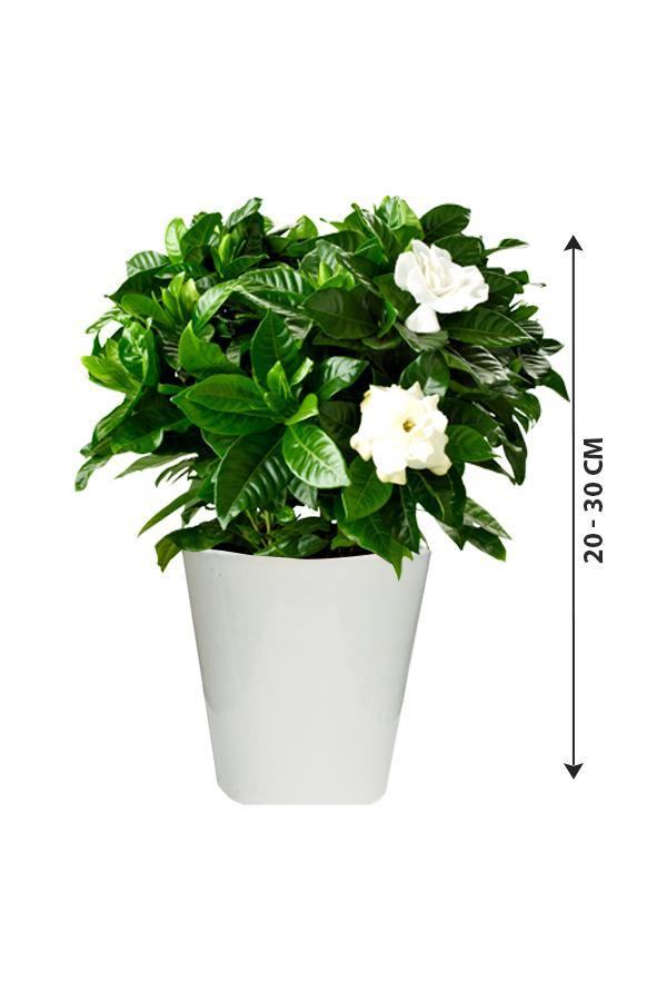 Gardenia - Cape Jasmine Indoor Flowering Plants - Plantsworld.ae - {{ varient.name }}