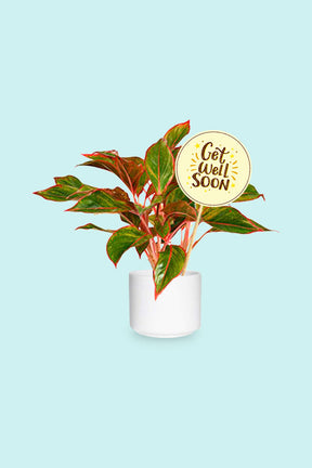 Aglaonema Red plant in ceramic pot – vibrant indoor air purifying foliage