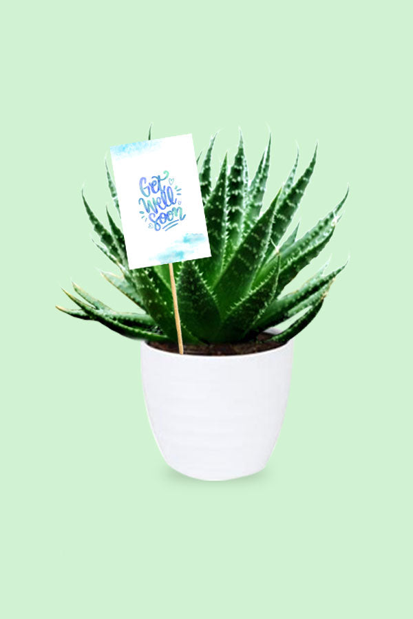 Geschenkpflanze für gute Besserung – Aloe Aristata – Tiki Tahi