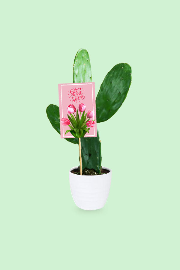 Get Well Soon Gift Plant - Bunny Ear Cactus - Opuntia Microdasys