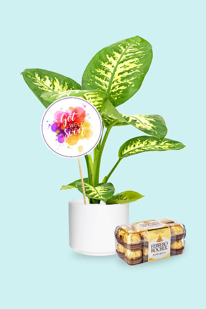 Get Well Soon Gift Plant-Tropic Snow-Dieffenbachia seguine