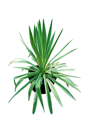 Moss Rose - Portulaca Grandiflora - Vibrant Outdoor Flowering Plant with Colorful Blooms.