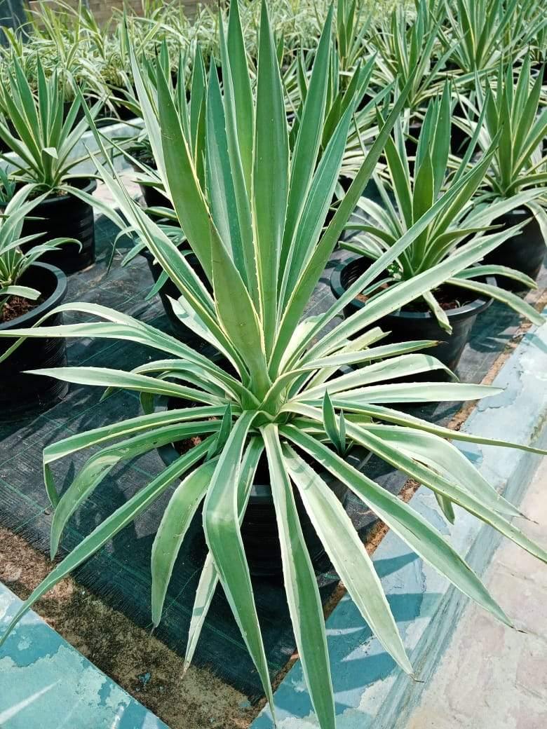 Giant Cabuya-Furcraea Foetida - Plantsworld.ae - {{ varient.name }}