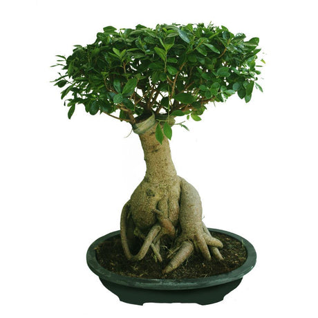 Ginseng Bonsai - Bonsai Plants - Plantsworld.ae - {{ varient.name }}